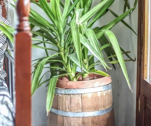 The Balcony Of Meteora 1 The Center Of * Kalambaka